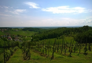 vineyard2